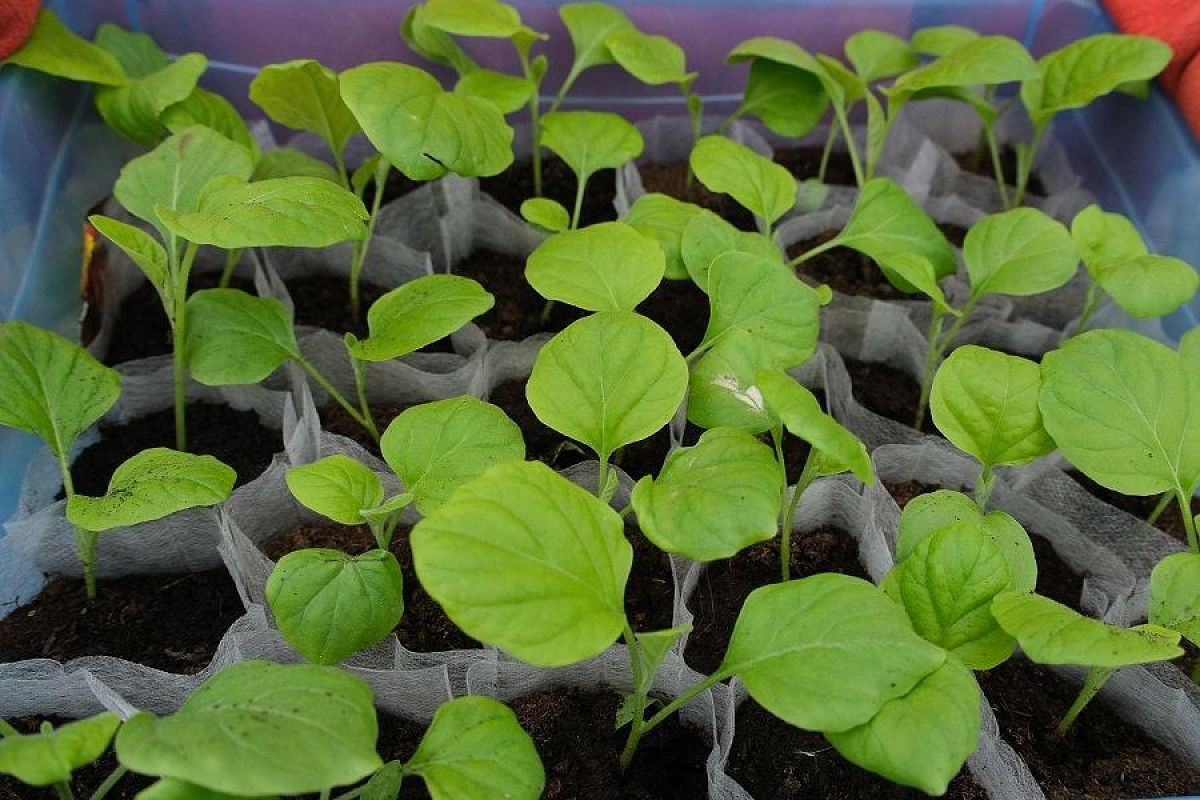 Подкормка рассады сладким раствором: мифы или реальная польза?