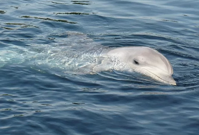 Дельфина-альбиноса сняли на видео туристы у берегов Сочи