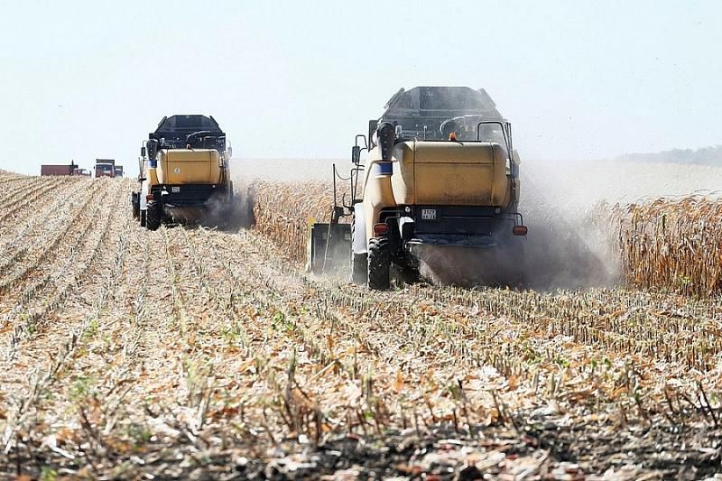 В 2019 году в Краснодарском крае планируют собрать около 13,8 млн тонн урожая зернобобовых культур