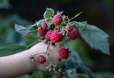 Как избавиться от вредителей малины народными способами