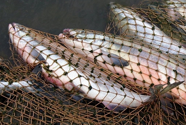 Рыбалка на 220 тыс. рублей: в Краснодарском крае задержали очередного браконьера 
