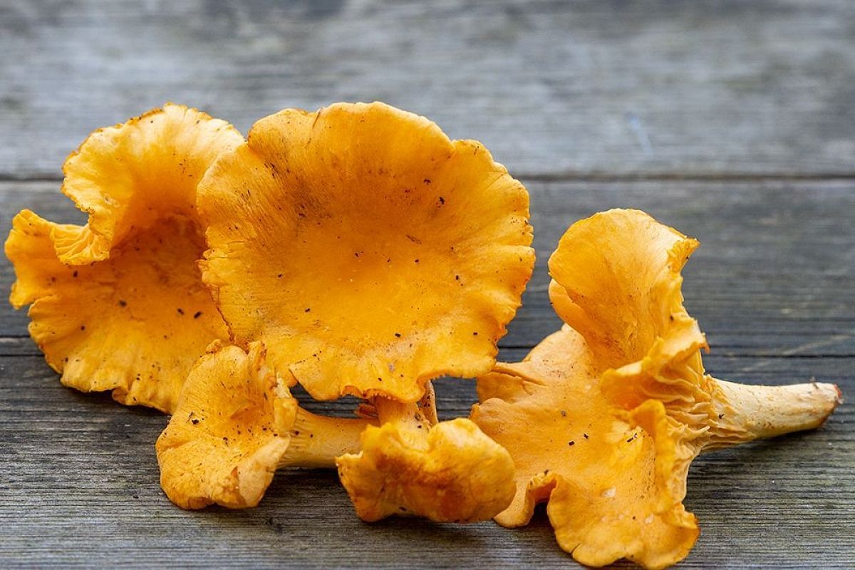 Рецепт ароматной картошки с лисичками: жарю так — и всегда золотистая корочка