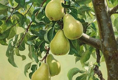 Как посадить грушу, чтобы плодоносила уже на 2–3 год: секреты опытных садоводов 