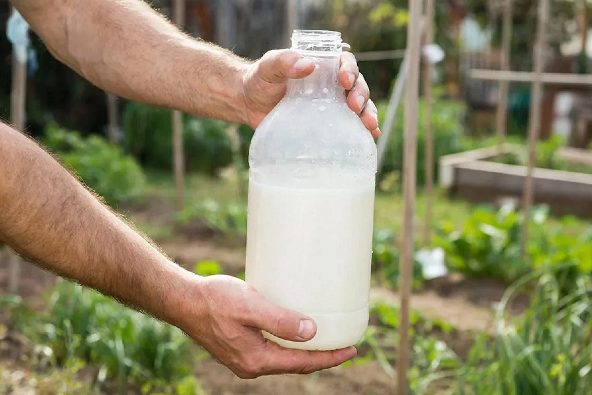Сода, мыло, аспирин и масло: домашний эффективный фунгицид без химии