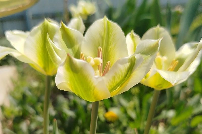 Обычный вместо удивительного: почему вырождаются дорогие сортовые тюльпаны и как сохранить красоту цветка