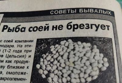 Ловлю карпа, линя и крупного леща на сою в жару — как приготовить и насадить