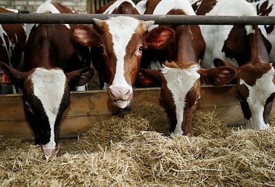 Первый миллион тонн молока произвели в Краснодарском крае