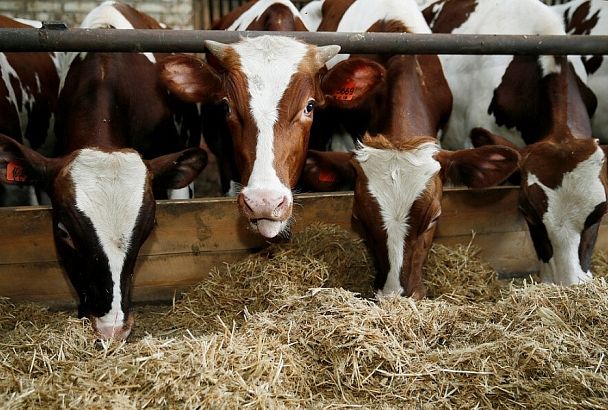 Первый миллион тонн молока произвели в Краснодарском крае