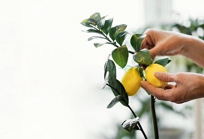 Пять секретов, зная которые, вы легко вырастите из косточки целое лимонное дерево у себя дома