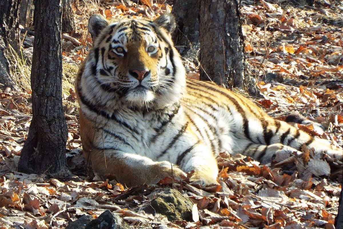 В Краснодарский край привезут из Приморья дружившего с козлом тигра Амура 