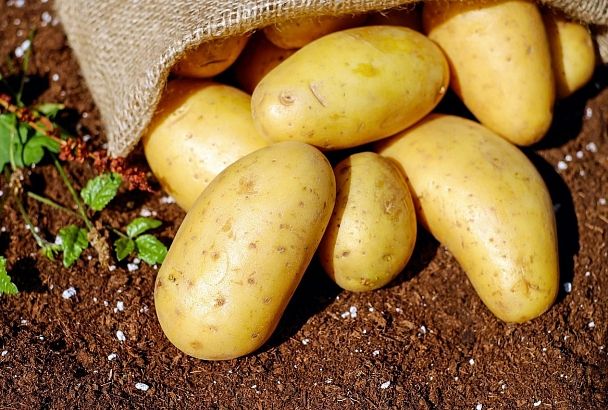 В России может образоваться недостаток картофеля