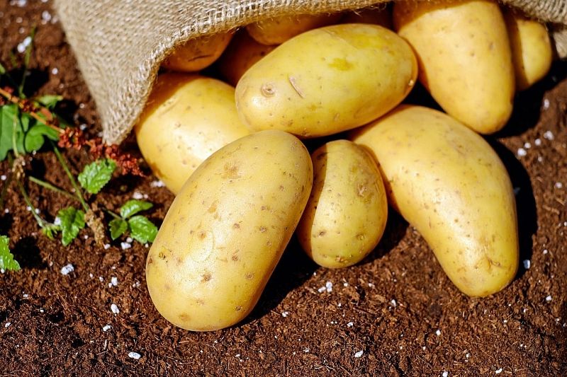 В России может образоваться недостаток картофеля