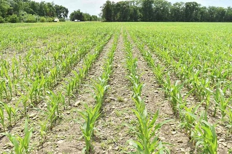 В ближайшей перспективе Краснодарский край перейдет на отечественные семена сахарной кукурузы