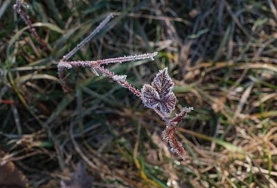 Зима вступает в права: ночные заморозки доберутся до Краснодарского края