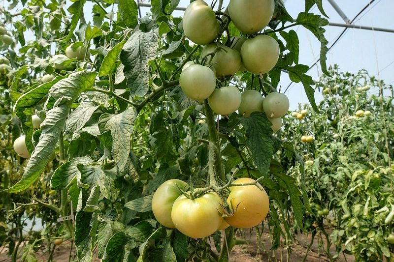 Выращиваем томаты: опытный садовод-огородник рассказал, как важно, когда соседи хорошие