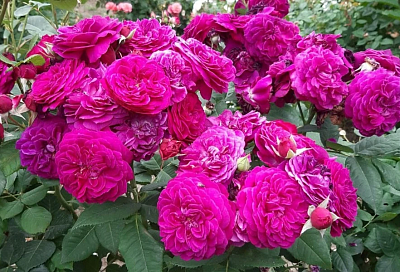 Хватит 1 ложки: это средство для шикарного цветения роз есть на каждой кухне