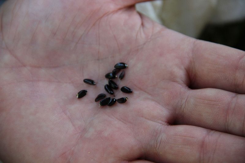 В Сочинском нацпарке собрали 3 килограмма семян самшита