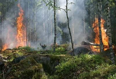 Специалисты рассказали о самых неочевидных причинах лесных пожаров
