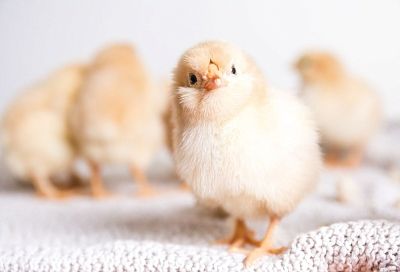 Индекс Мишек зафиксировал скачок цен на курицу и яйца на фоне замедления годовой инфляции