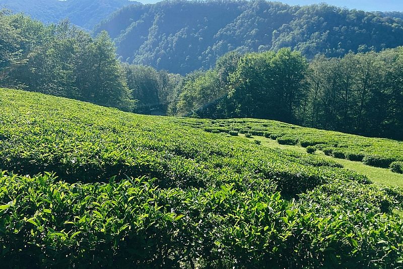 Историческую и перспективную карты чайных плантаций создают в Сочи