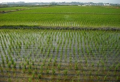 Более 140 тысяч тонн риса собрали в Краснодарском крае 