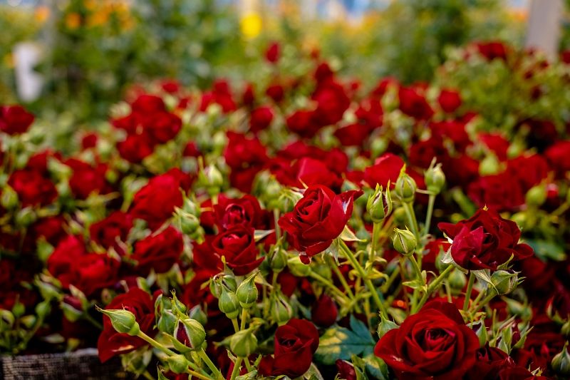 Миллион разных роз: Краснодарский край стал одним из крупнейших поставщиков цветов в России