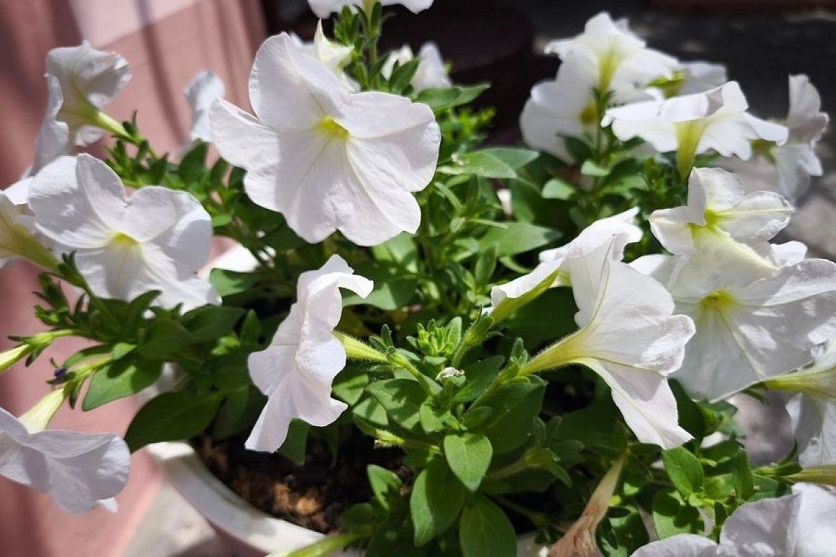 Взрыв цветения гарантирован: дрожжевая подкормка, которая подходит для всех цветов