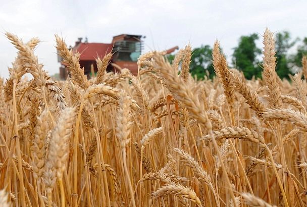 Губернатор Вениамин Кондратьев: «Миллион гектаров зерновых убрали на Кубани»