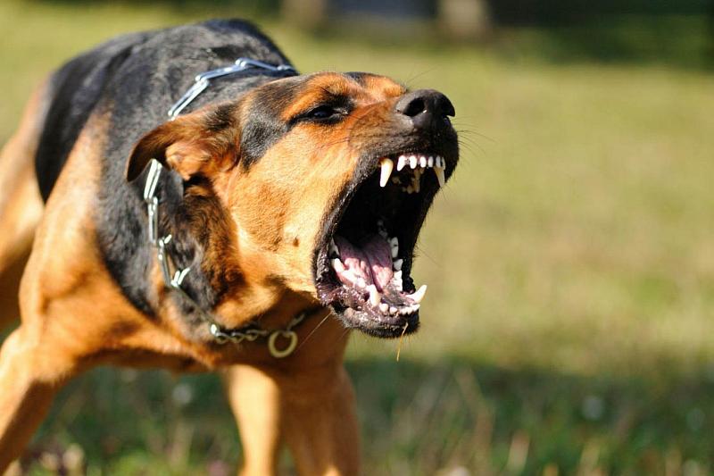 В МЧС рассказали, как отпугнуть агрессивную собаку