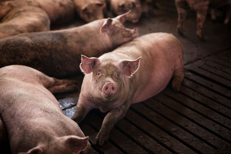 На Кубани выявлен  очаг африканской чумы свиней