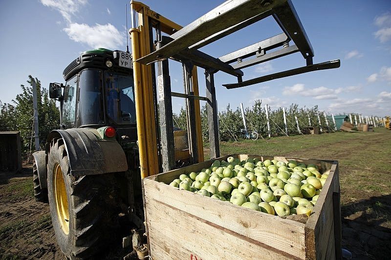 Трудный год садоводов: в Краснодарском крае идет уборка урожая