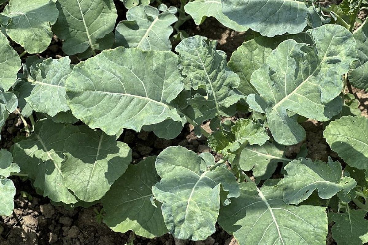 Время сажать капусту: второй урожай брокколи – объективная реальность