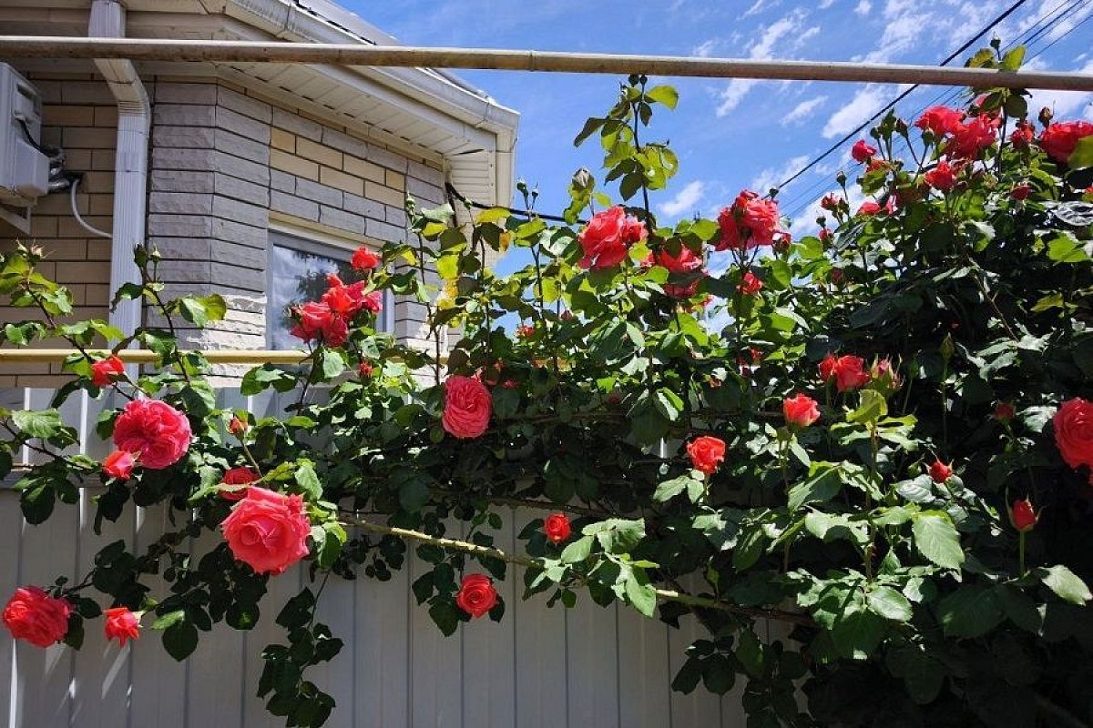 Почему у вьющейся розы желтеют и сохнут листья: срочно спасаем главную садовую красавицу