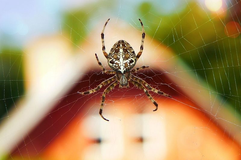 Шесть лайфхаков для защиты вашего дома от пауков