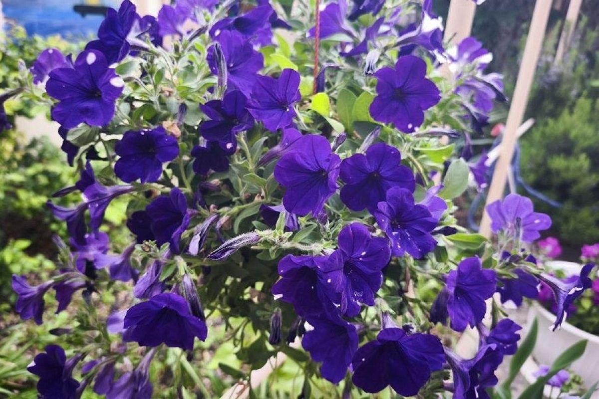 Начался сезон петунии: 5 лайфхаков, с которыми эти цветы буду радовать пышными «шапками» все лето и даже дольше