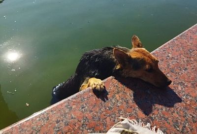 В Новороссийске спасли упавшую в фонтан собаку