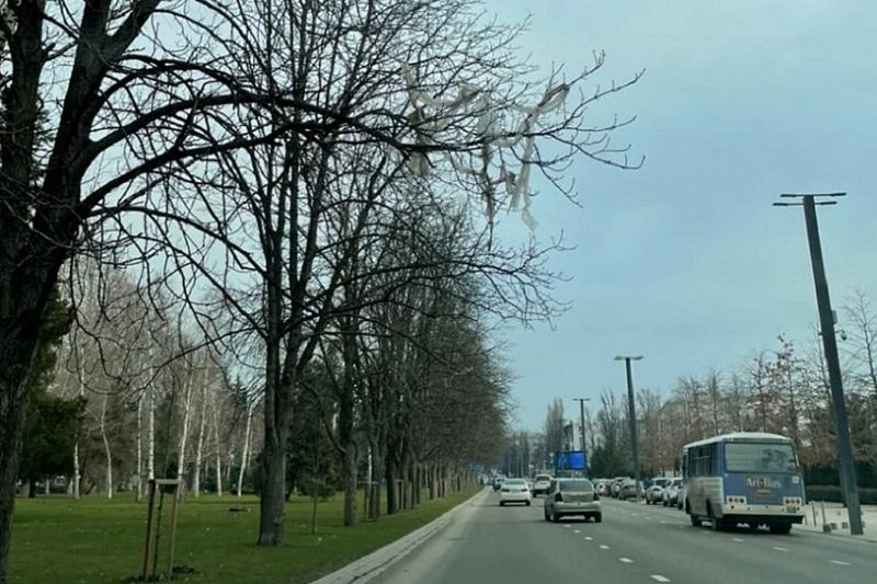 Евгений Первышов поручил убрать «мусорные гирлянды» с деревьев в центре Краснодара