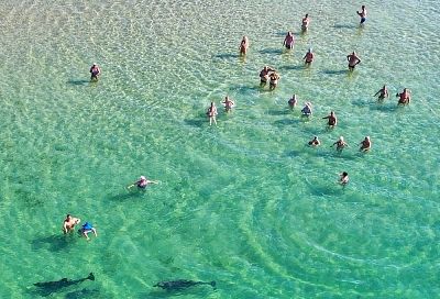 Семья дельфинов устроила водное шоу на пляже под Анапой