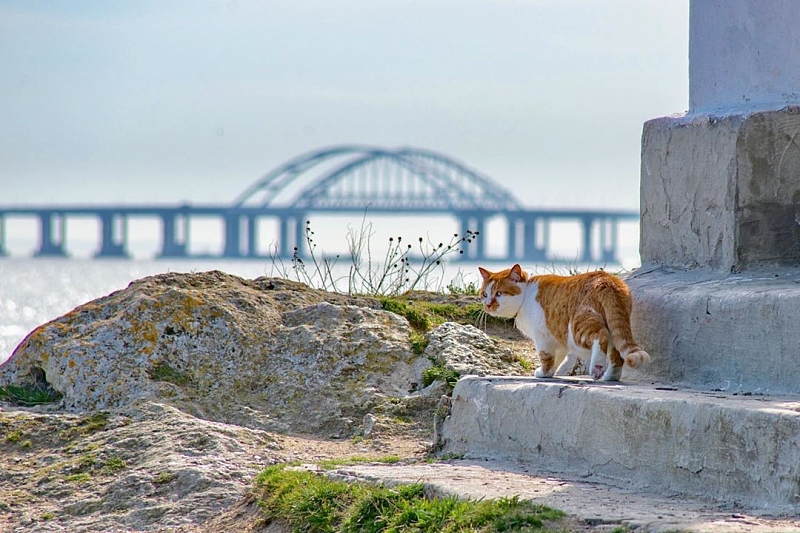 Кот Мостик переедет с Крымского моста