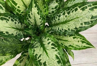 Диффенбахия: все, что нужно знать об уходе за ней