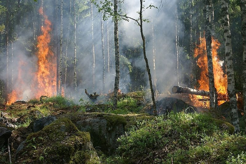 Специалисты дали предварительную оценку ущерба от лесных пожаров в этом году