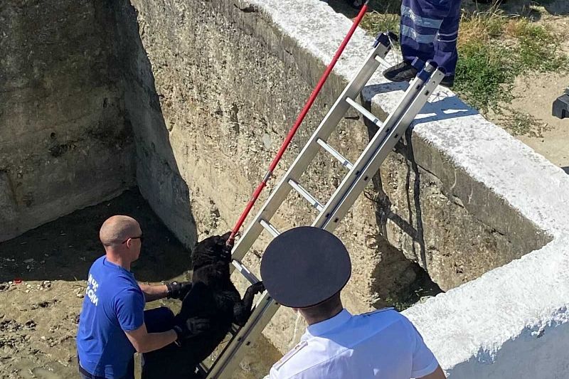 Новороссийские спасатели достали из глубокой ливневки собаку