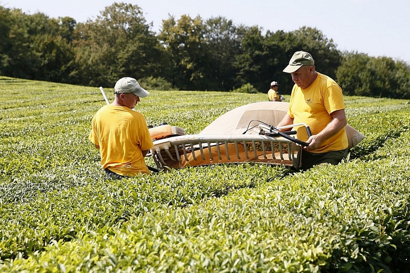 Владимир Путин рекомендовал властям Краснодарского края отнести плантации чая к особо ценным угодьям