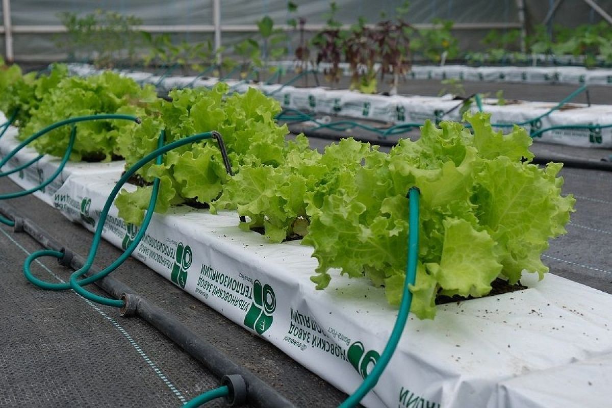 Почему горчит салат: в чем причина, по которой вкус этой зелени портится еще на грядке