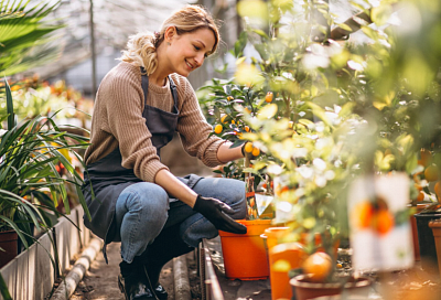 Кубанские садоводы получили рекордные 394 миллиона рублей страховых выплат за потерю урожая в 2025 году