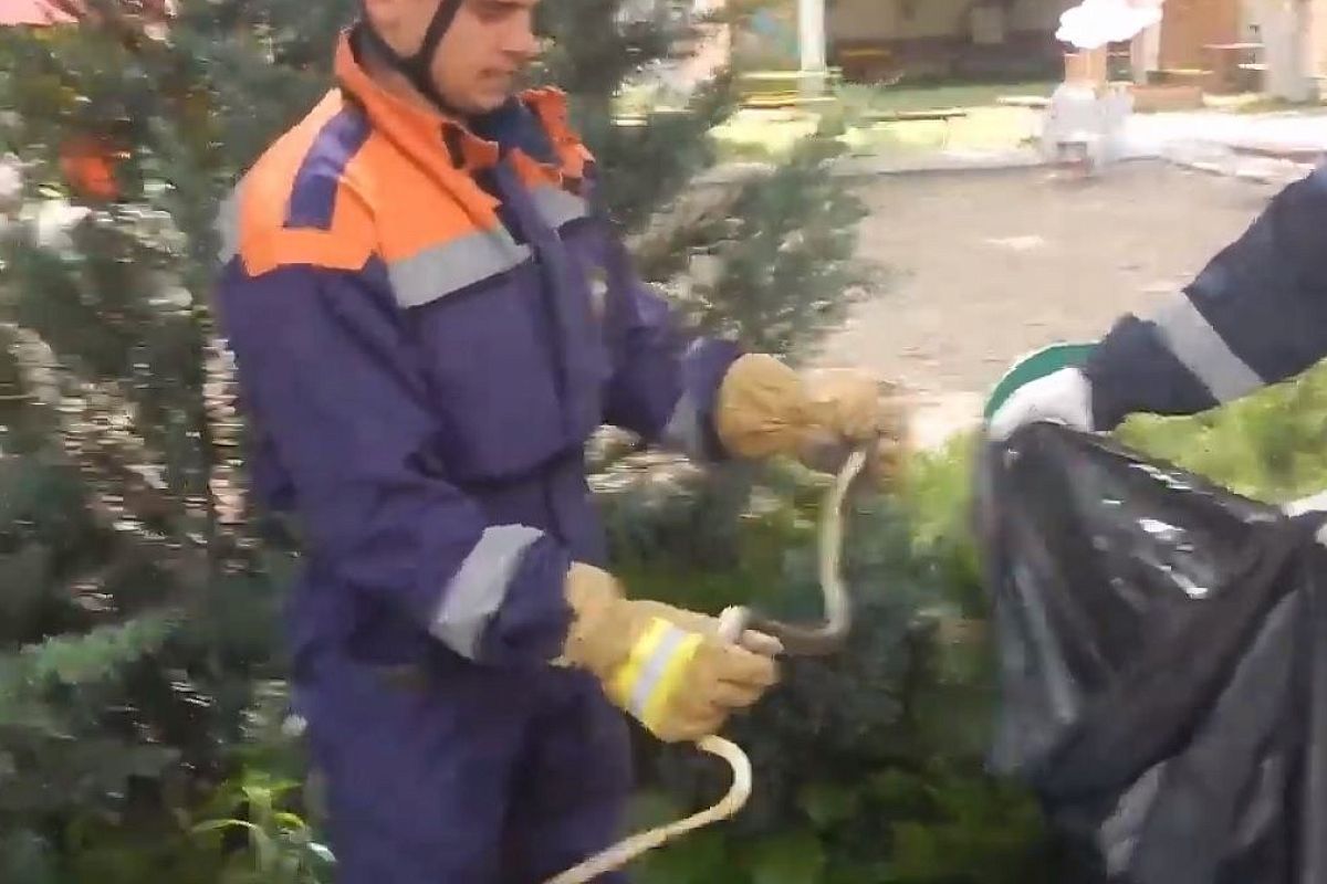 В Краснодарском крае метровая змея заползла на территорию детского сада (видео)