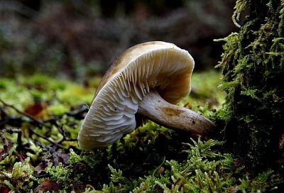 Даже съедобные грибы могут стать ядом: токсиколог предупредил об опасности «урожая» у дорог и заводов