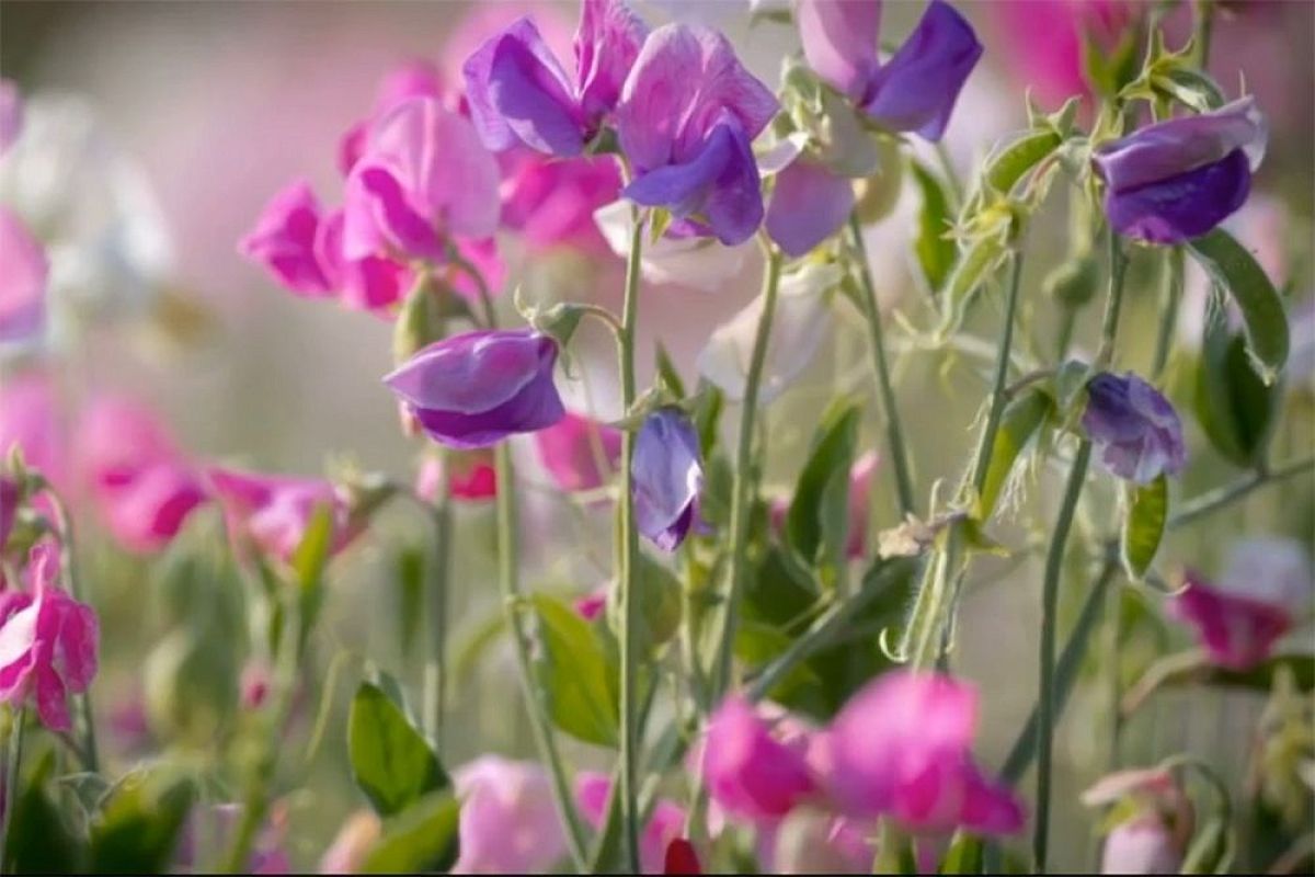 Вырастите душистый горошек легко: 3 сорта, нежный аромат которых затмит даже самый дорогой парфюм