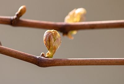 В ноябре любой черенок обязательно пустит корни, если следовать трем способам по совету агронома