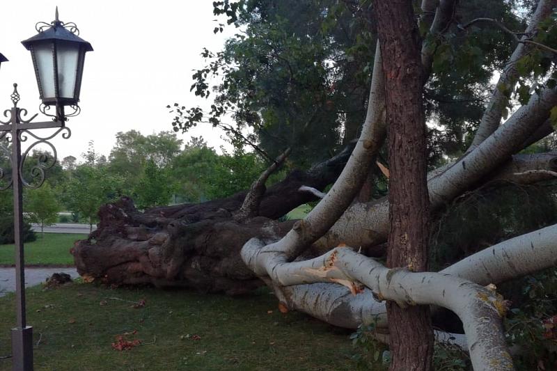 Утро 26 июля 2018 года в Геленджике. Накануне сильный ветер повалил деревья.